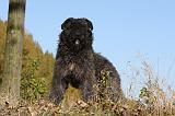 BOUVIER DES FLANDRES 268